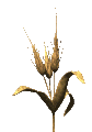 گندم متحرک-تصاویر-gif